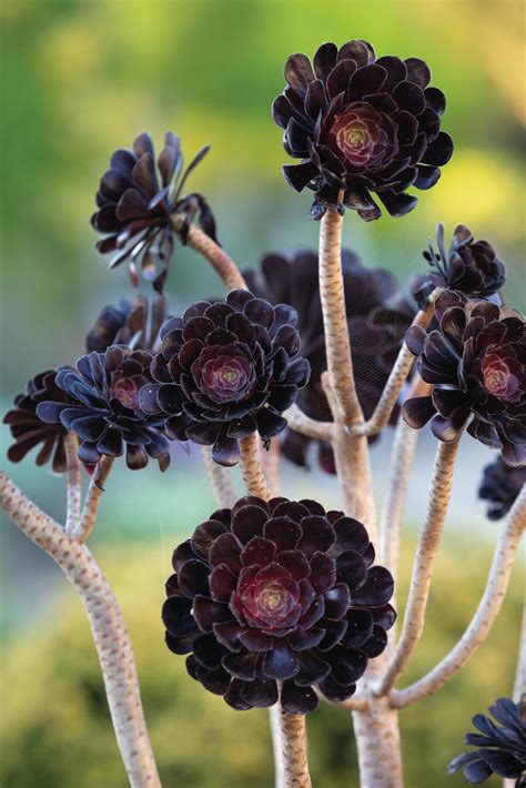 How To Grow And Care For Aeonium .